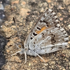 Lucia limbaria at Melba, ACT - 26 Jan 2025 11:29 AM