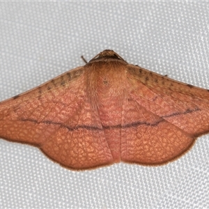 Aglaopus pyrrhata (Leaf Moth) at Melba, ACT by kasiaaus