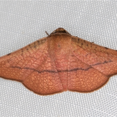 Aglaopus pyrrhata (Leaf Moth) at Melba, ACT - 23 Jan 2025 by kasiaaus