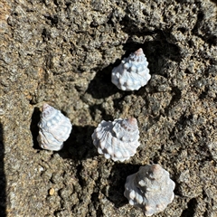 Nodilittorina pyramidalis (Nodilittorina pyramidalis) at Broulee, NSW - 25 Jan 2025 by Hejor1