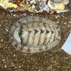 Sypharochiton pelliserpentis (Snakeskin Chiton) at Broulee, NSW - 25 Jan 2025 by Hejor1