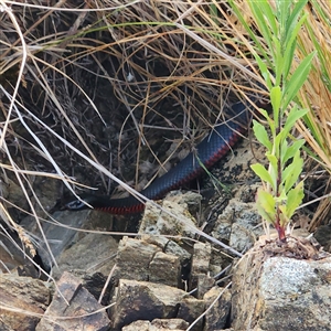 Pseudechis porphyriacus (Red-bellied Black Snake) at Googong, NSW by NathanaelC