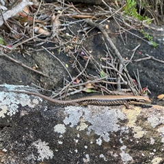 Eulamprus sp. (genus) (Water Skink) at Broulee, NSW - 25 Jan 2025 by Hejor1