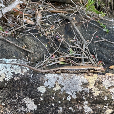 Eulamprus sp. (genus) (Water Skink) at Broulee, NSW - 25 Jan 2025 by Hejor1