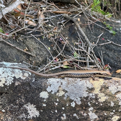 Eulamprus sp. (genus) at Broulee, NSW - 25 Jan 2025 by Hejor1