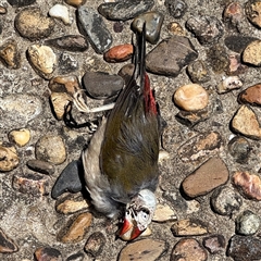 Neochmia temporalis (Red-browed Finch) at Broulee, NSW - 25 Jan 2025 by Hejor1