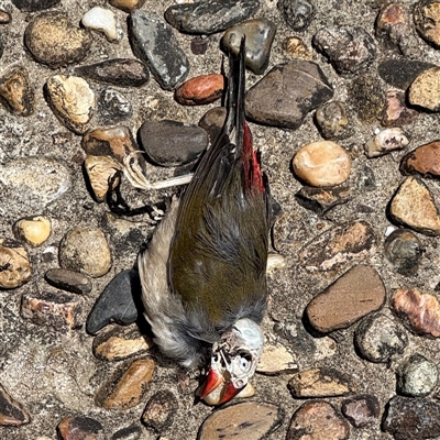 Neochmia temporalis (Red-browed Finch) at Broulee, NSW - 25 Jan 2025 by Hejor1