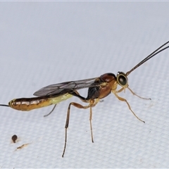 Unidentified Parasitic wasp (numerous families) at Melba, ACT - 23 Jan 2025 by kasiaaus