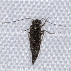 Unidentified Plant Louse (Psocodea, Pscoptera, several families) at Melba, ACT - 24 Jan 2025 by kasiaaus