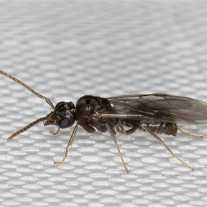 Unidentified Parasitic wasp (numerous families) at Melba, ACT by kasiaaus