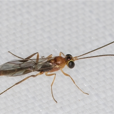 Braconidae (family) (Unidentified braconid wasp) at Melba, ACT - 24 Jan 2025 by kasiaaus