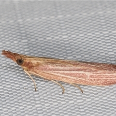 Lioprosopa rhodobaphella or nearby species at Melba, ACT - 24 Jan 2025 09:24 PM