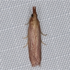 Lioprosopa rhodobaphella or nearby species at Melba, ACT - 24 Jan 2025 09:24 PM