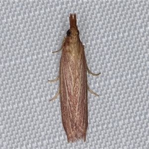 Lioprosopa rhodobaphella or nearby species at Melba, ACT - 24 Jan 2025 09:24 PM