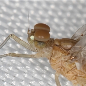 Baetidae sp. (family) (A mayfly) at Melba, ACT by kasiaaus