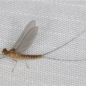 Baetidae sp. (family) at Melba, ACT - 24 Jan 2025 09:26 PM