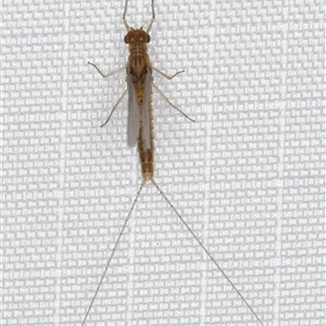 Baetidae sp. (family) at Melba, ACT - 24 Jan 2025 09:26 PM