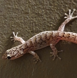 Christinus marmoratus (Southern Marbled Gecko) at Aranda, ACT by Bubbles