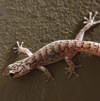 Christinus marmoratus (Southern Marbled Gecko) at Aranda, ACT - 26 Jan 2025 by Bubbles