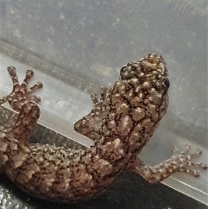 Christinus marmoratus (Southern Marbled Gecko) at Aranda, ACT by Bubbles