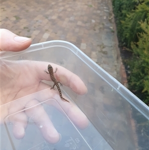 Christinus marmoratus at Aranda, ACT - suppressed