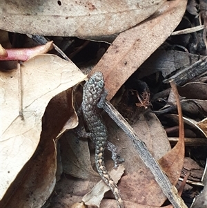 Christinus marmoratus at Aranda, ACT - suppressed