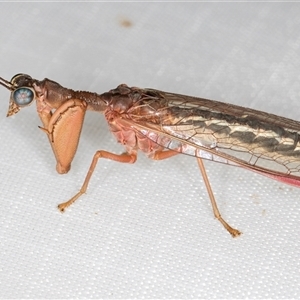 Campion sp. (genus) (Mantis Fly) at Melba, ACT by kasiaaus