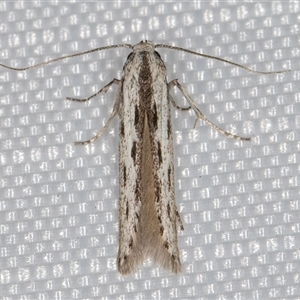 Thiotricha anticentra (A Twirler moth (Thiotrichinae)) at Melba, ACT by kasiaaus