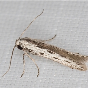 Thiotricha anticentra at Melba, ACT - 25 Jan 2025 11:02 PM