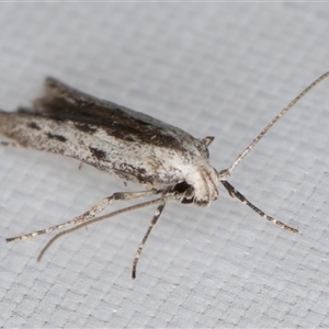 Thiotricha anticentra at Melba, ACT - 25 Jan 2025 11:02 PM