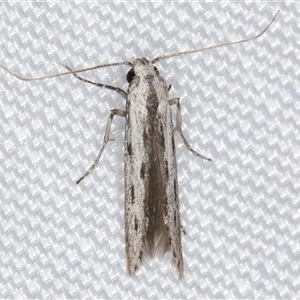 Thiotricha anticentra at Melba, ACT - 25 Jan 2025 11:02 PM