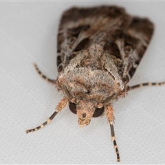 Agrotis munda (Brown Cutworm) at Melba, ACT - 25 Jan 2025 by kasiaaus