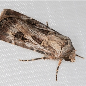 Agrotis munda at Melba, ACT - 25 Jan 2025 11:05 PM