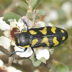 Castiarina octospilota (A Jewel Beetle) at Yaouk, NSW - 22 Jan 2025 by Harrisi