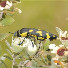 Castiarina octospilota at Yaouk, NSW - suppressed