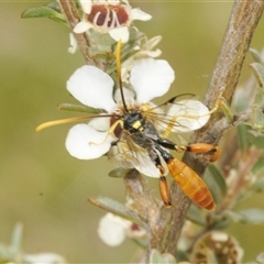 Unidentified Wasp (Hymenoptera, Apocrita) at Yaouk, NSW - 22 Jan 2025 by Harrisi