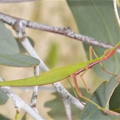 Didymuria violescens (Spur-legged stick insect) at Yaouk, NSW - 22 Jan 2025 by Harrisi