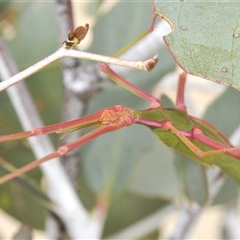 Didymuria violescens at Yaouk, NSW - suppressed