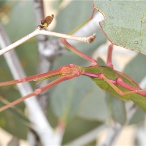 Didymuria violescens at Yaouk, NSW - suppressed