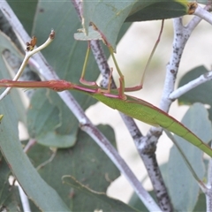 Didymuria violescens at Yaouk, NSW - suppressed