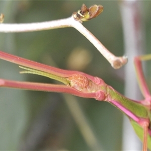 Didymuria violescens at Yaouk, NSW - suppressed