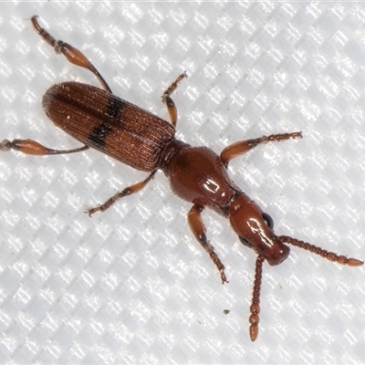 Cyphagogus sp. (Brentid weevil) at Melba, ACT - 25 Jan 2025 by kasiaaus