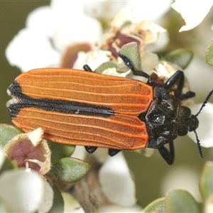 Castiarina nasuta (A jewel beetle) at Yaouk, NSW by Harrisi