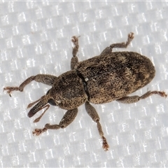 Unidentified Weevil (Curculionoidea) at Melba, ACT - 25 Jan 2025 by kasiaaus