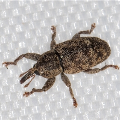 Storeini (tribe) (Storeine weevil) at Melba, ACT - 25 Jan 2025 by kasiaaus