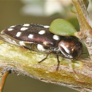 Diphucrania duodecimmaculata (12-spot jewel beetle) at Yaouk, NSW by Harrisi