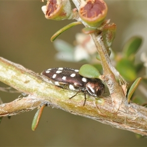 Diphucrania duodecimmaculata at suppressed - suppressed