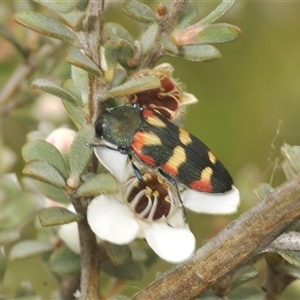 Castiarina sexplagiata (Jewel beetle) at Yaouk, NSW by Harrisi