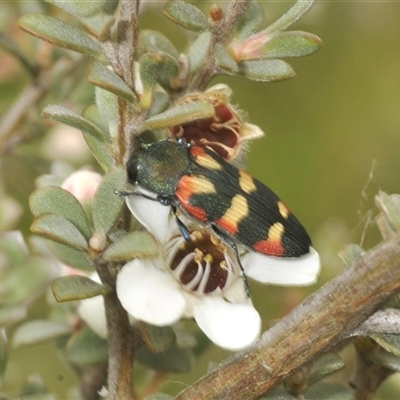 Castiarina sexplagiata (Jewel beetle) at Yaouk, NSW - 22 Jan 2025 by Harrisi