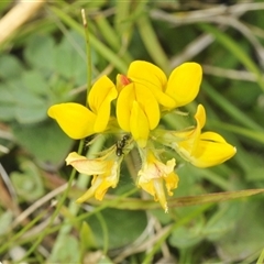 Lotus uliginosus (Birds-foot Trefoil) at Yaouk, NSW - 22 Jan 2025 by Harrisi
